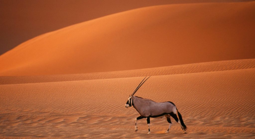 NAMIBIA´S PUBLIC HEALTH CONVID19 GENERAL REGULATIONS Honorary